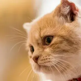 Evcil Hayvanlarınızın Taşınma Esnasında Güvende Kalması : Kapak Görseli